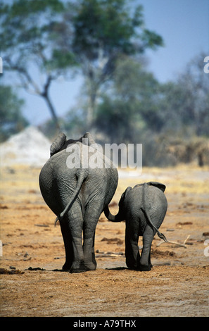 A young elephant walking away from the camera with a smaller calf Linyanti River Botswana