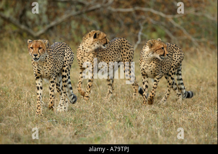 Three cheetahs on the hunt in an open grassland Kruger National Park Mpumalanga South Africa Stock Photo