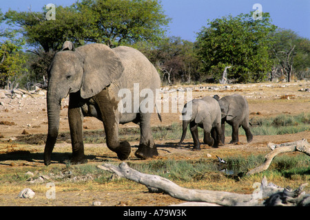 Elephant cow Loxodonta africana walking followed by two calves Etosha Namibia Stock Photo