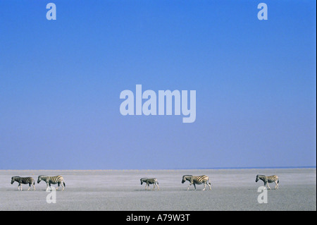 Burchells zebras Equus burchelli crossing the salt flats of the Etosha Pan Stock Photo