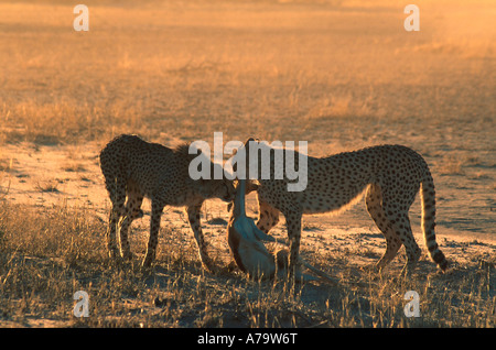 Springbok on an African savanna Stock Photo - Alamy
