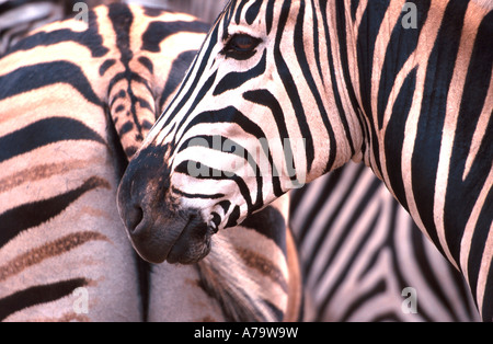 Burchells zebra portrait with stripes of others in background Kruger National Park Mpumalanga South Africa Stock Photo