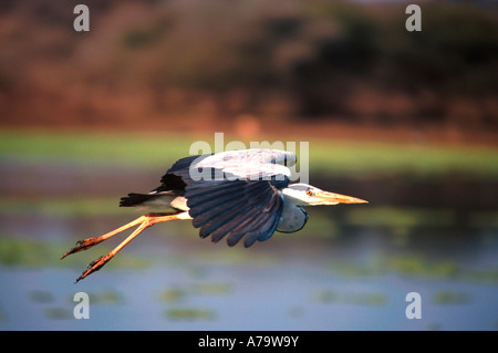 Grey heron in flight Kruger National Park Mpumalanga South Africa Stock Photo