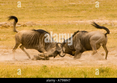 2 two wild GNU boks wildebeest are fighting  Amboseli Kenya East Africa nationalpark national park SERIES 1 of 5 pics Stock Photo