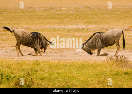 2 two wild GNU boks wildebeest are fighting  Amboseli Kenya East Africa nationalpark national park SERIES 1 of 5 pics Stock Photo