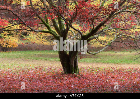 Acer palmatum ssp amoenum Stock Photo