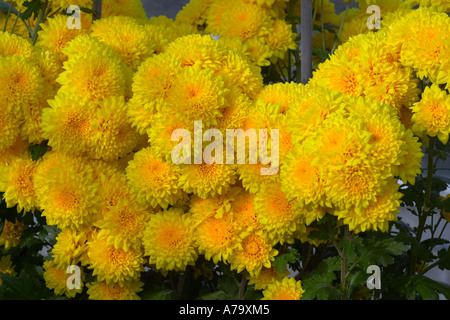 Chrysanthemum Robeam Stock Photo