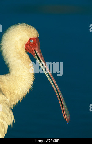 African Spoonbill side view portrait Marievale Gauteng South Africa Stock Photo