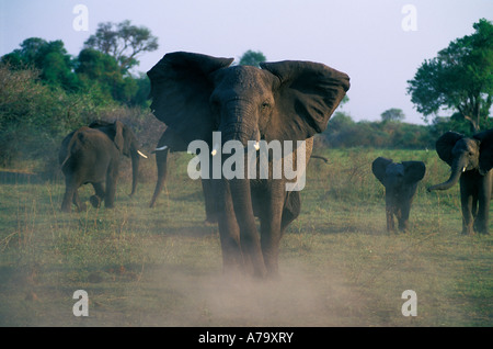 Elephant cow mock charging with other young herd members in the background Mombo Okavango Delta Botswana Stock Photo