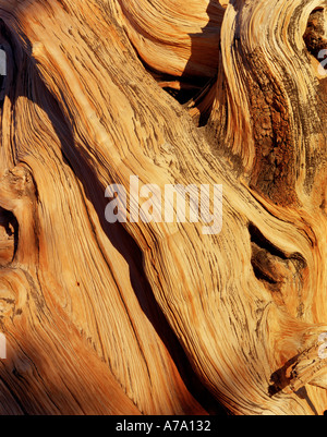 Detail of Bristlecone Pine tree in California USA Stock Photo