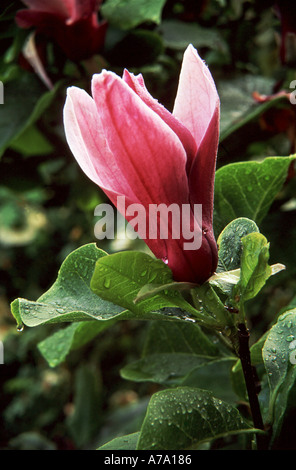 Magnolia liliflora Nigra Stock Photo