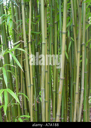 Semiarundinaria fastuosa Clump of bamboo stems showing foliage Stock Photo