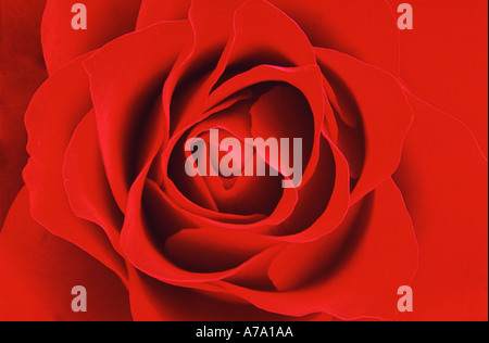 Red Rose close up petals Stock Photo