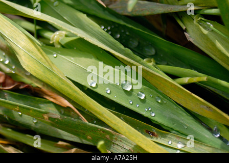 Dewdrops on blades of grass Stock Photo