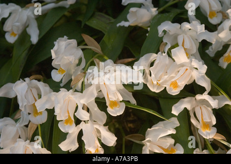 Orchid Coelogyne cristata (Himalayas) Stock Photo