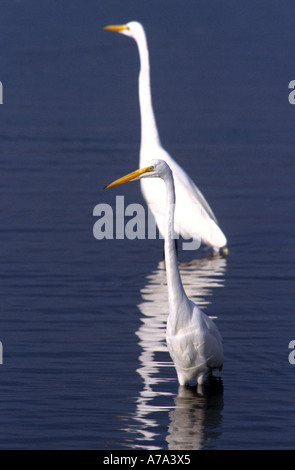 Great White Egret Sanibel Island Florida Stock Photo