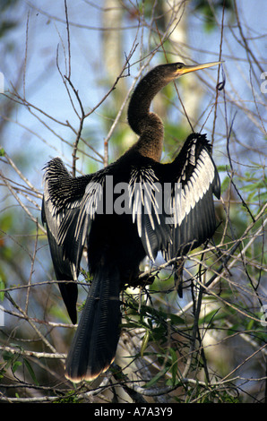 American Darter female drying her wings Everglades national park Florida USA Anhinga anhinga male Stock Photo
