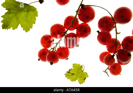 Redcurrants Stock Photo
