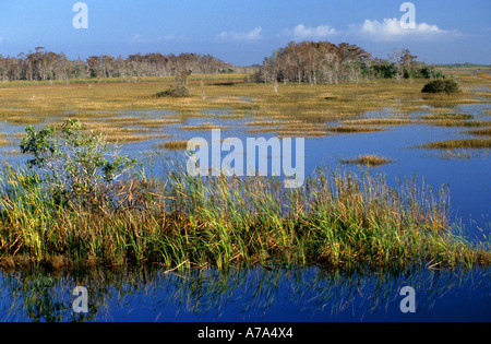 Everglades  swamp marsh water wild wetland  wild Stock Photo
