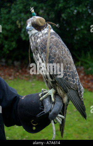 Falcon with hood perched on falconers gloved hand. Stock Photo