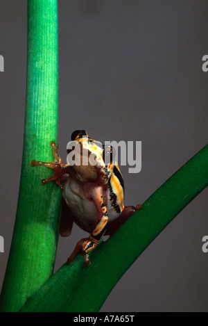 Painted reed frog on a reed Kruger National Park Mpumalanga South Africa Stock Photo