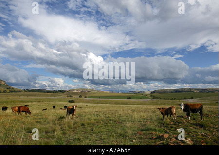 A scenic view of a mixed cattle herd in a field and the rolling landscape typical of the Eastern Free State Fouriesburg Stock Photo