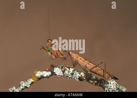 Preying mantis feeding on a bladder insect Sabie Mpumalanga South Africa Stock Photo