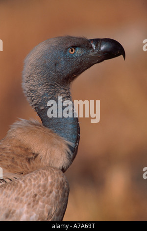cape-griffon-vulture-in-giant-s-castle-south-africa-stock-photo-alamy