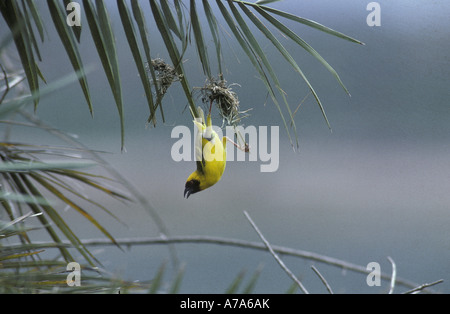Ruppell s Weaver Textor galbula Male at nest Stock Photo