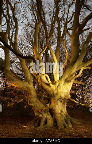 Ancient beech tree at night Forge Valley North Yorkshire UK Stock Photo