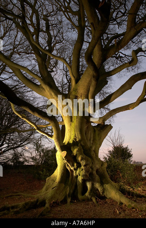 Ancient beech tree at night Forge ValleyNorth Yorkshire UK Stock Photo