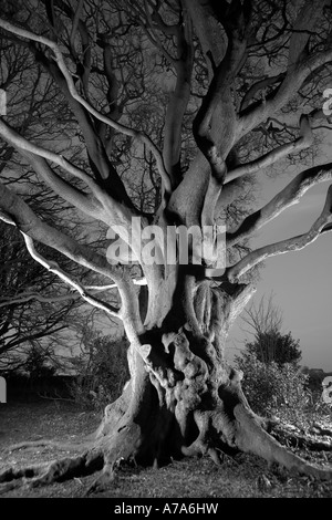 Ancient beech tree at night Forge Valley North Yorkshire UK Stock Photo