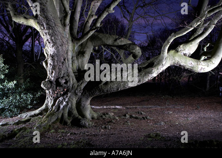 Ancient beech tree at night Forge Valley North Yorkshire UK Stock Photo