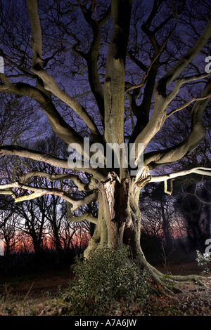 Ancient beech tree at night Forge Valley North Yorkshire UK Stock Photo