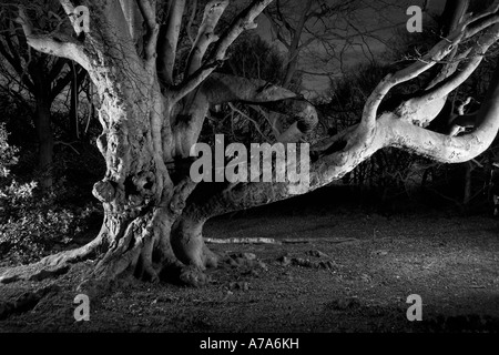 Ancient beech tree at night Forge Valley North Yorkshire UK Stock Photo