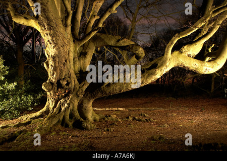 Ancient beech tree at night Forge Valley North Yorkshire UK Stock Photo