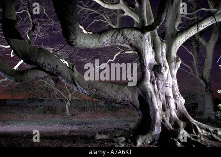 Ancient beech tree at night Forge Valley North Yorkshire UK Stock Photo