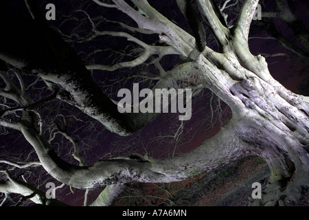 Ancient beech tree at night Forge Valley,  North Yorkshire UK Stock Photo