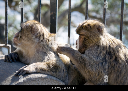 Two Gibraltar Apes grooming each other Stock Photo