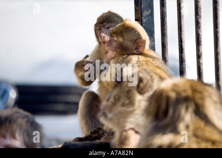 Young Gibraltar Apes play fighting Stock Photo