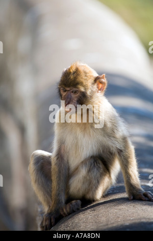 Young Gibraltar Ape sitting on a wall deep in thought Stock Photo