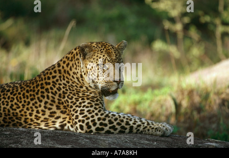 Head and shoulders of a large male leopard resting on a rock Sabi Sand Game Reserve Mpumalanga South Africa Stock Photo