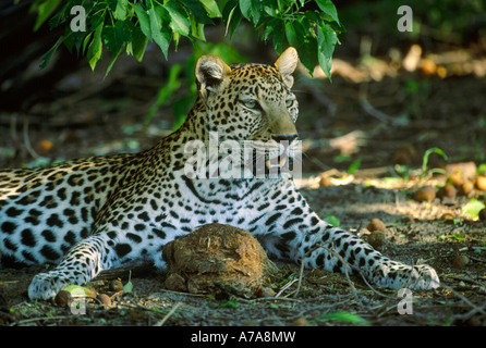 Portrait of female leopard resting in shade Mombo Okavango Delta Botswana