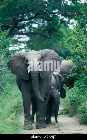 Elephant facing the camera in dense bush with ears flapping a young calf beside her and a sub adult behind Mala Mala Stock Photo