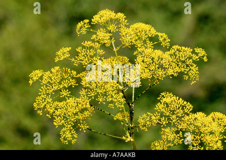Dill Stock Photo