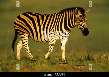 Side view of a pregnant Burchells zebra South Africa Stock Photo