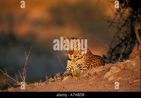 Portrait of young male leopard resting Mombo Okavango Delta Botswana Stock Photo