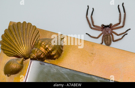 A Huntsman spider crawling out from behind a bathroom mirror Stock Photo