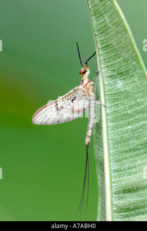 Mayfly Stock Photo