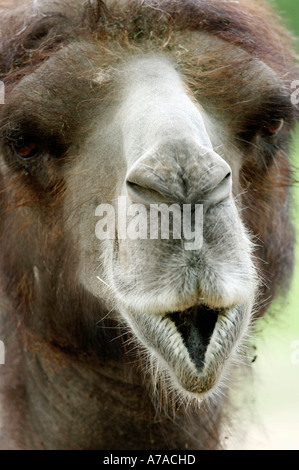 Two-humped Camel Bactrian Camel Stock Photo